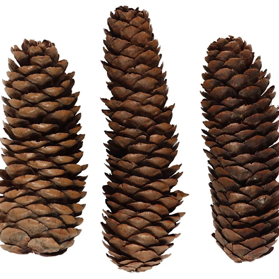 Creativ Company Abies Cone| Flower Arranging And Basket Weaving Supplies