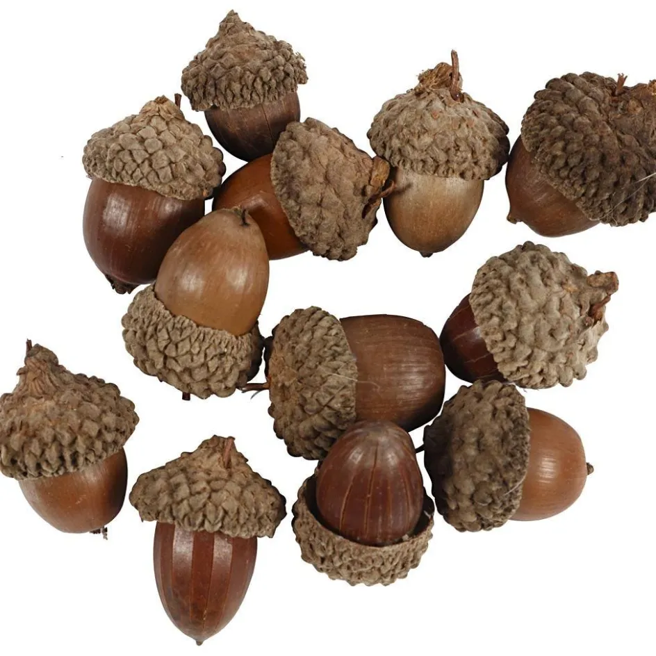 Creativ Company Acorn| Flower Arranging And Basket Weaving Supplies
