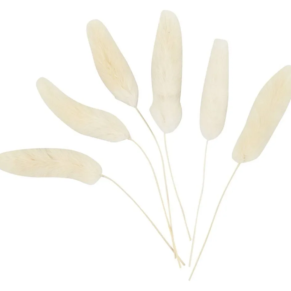 Creativ Company Bunny tail grass| Flower Arranging And Basket Weaving Supplies