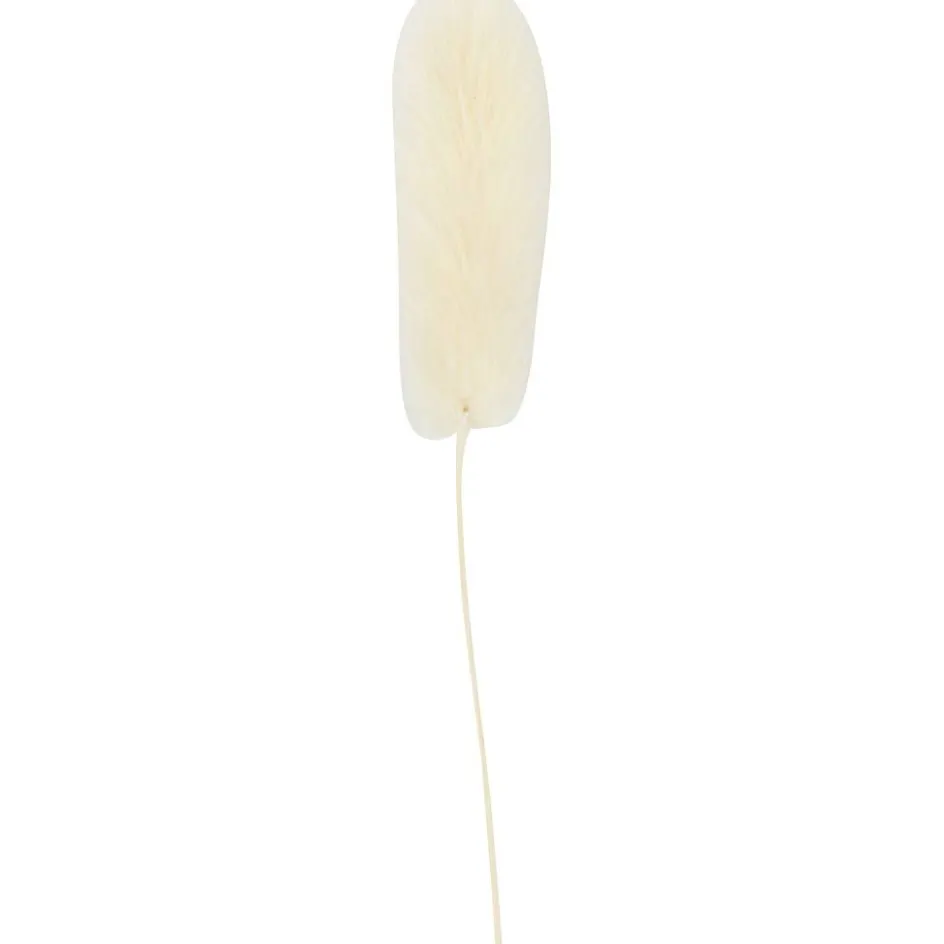 Creativ Company Bunny tail grass| Flower Arranging And Basket Weaving Supplies