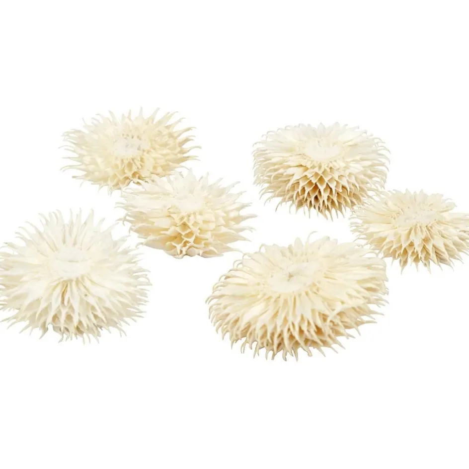 Creativ Company Dried Flower Heads| Flower Arranging And Basket Weaving Supplies