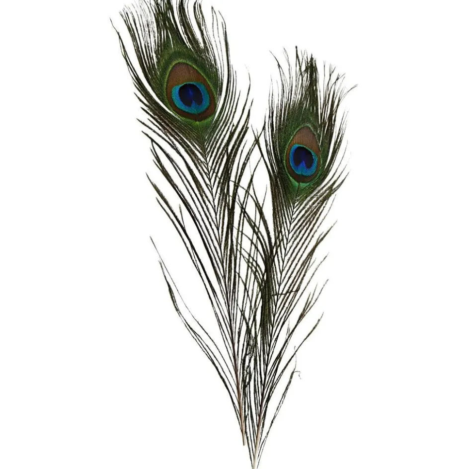 Creativ Company Peacock feathers| Feathers, Pom-Poms And Pipe Cleaners