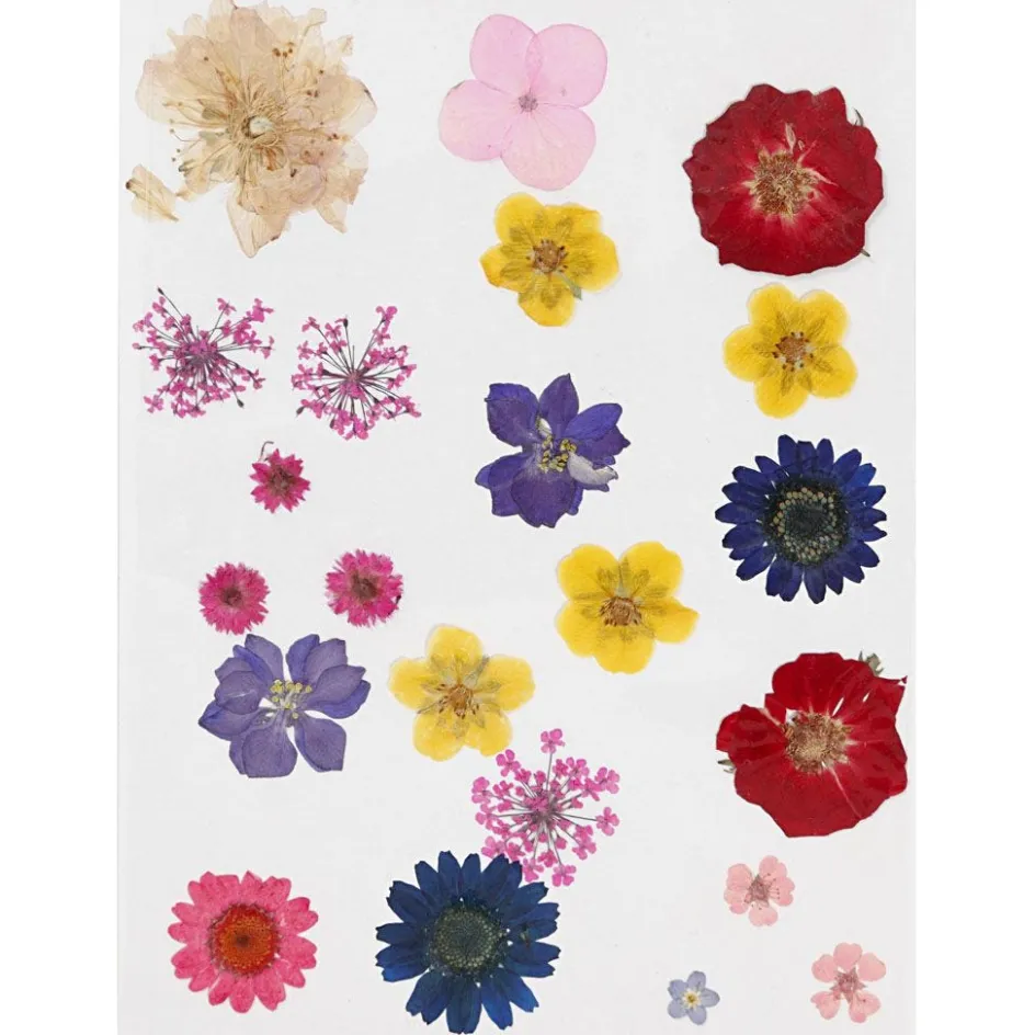 Creativ Company Pressed Flowers and Leaves| Flower Arranging And Basket Weaving Supplies
