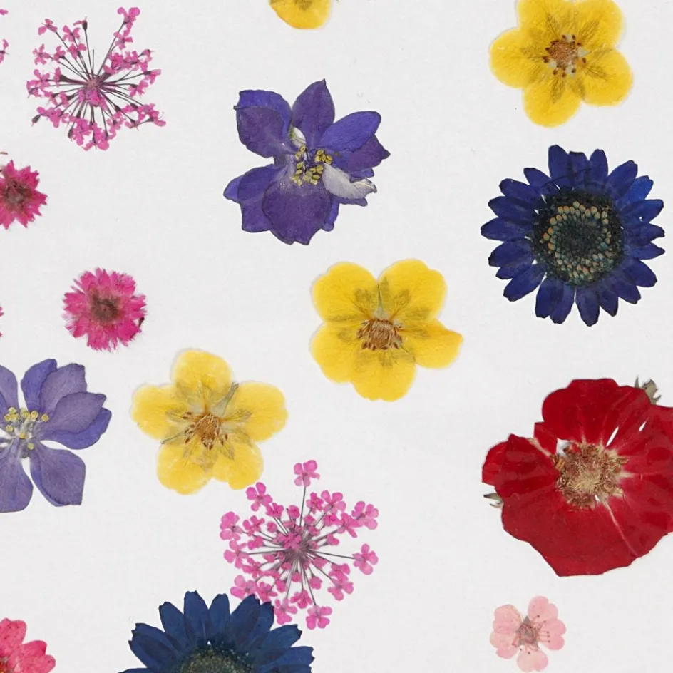 Creativ Company Pressed Flowers and Leaves| Flower Arranging And Basket Weaving Supplies