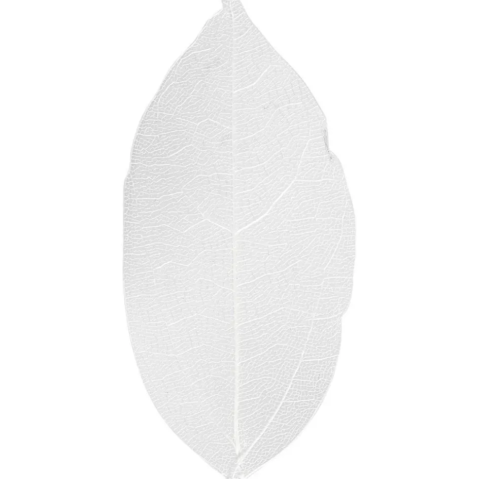 Creativ Company Skeleton Leaves| Flower Arranging And Basket Weaving Supplies