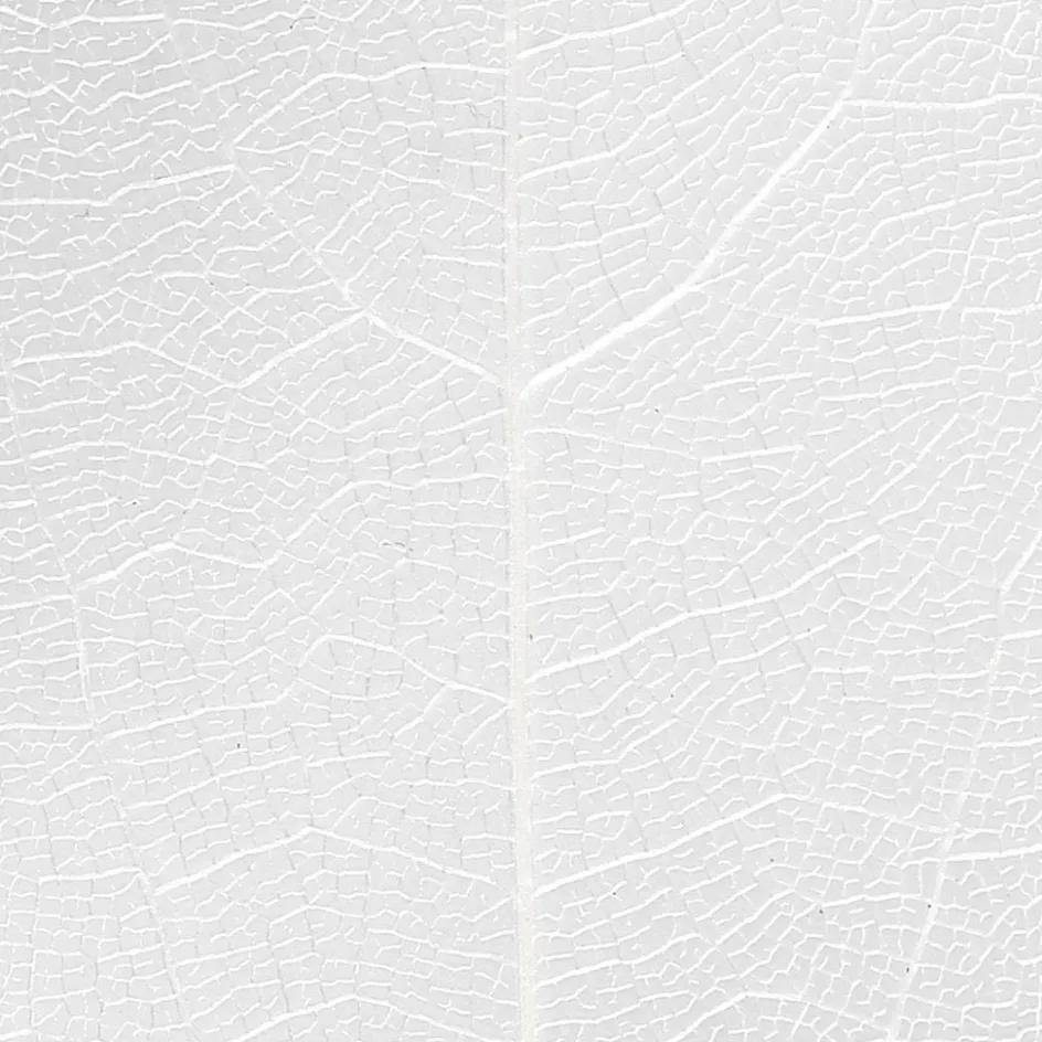 Creativ Company Skeleton Leaves| Flower Arranging And Basket Weaving Supplies